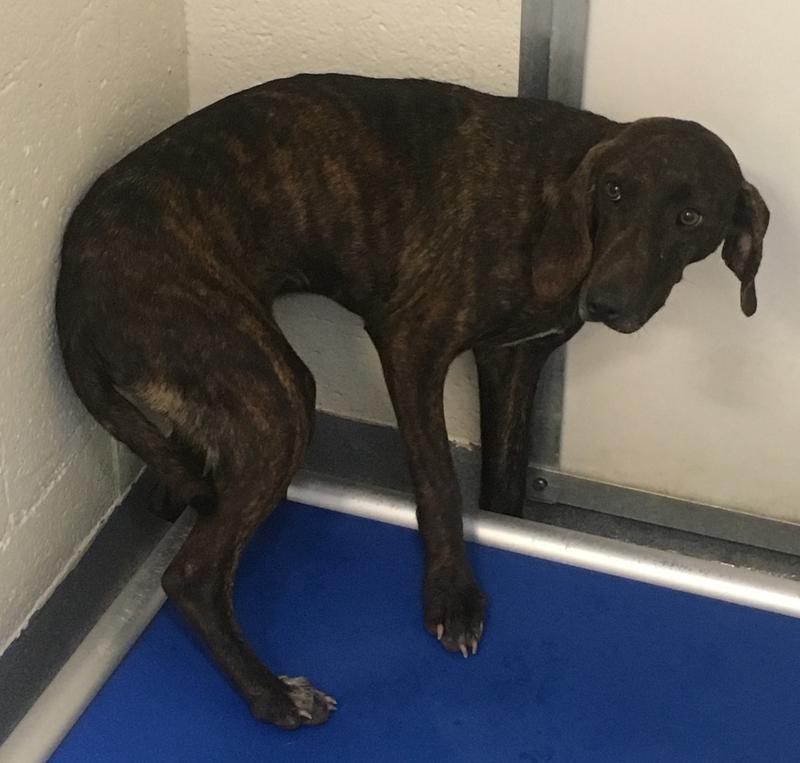 Animal Shelter Jobs Roanoke Va