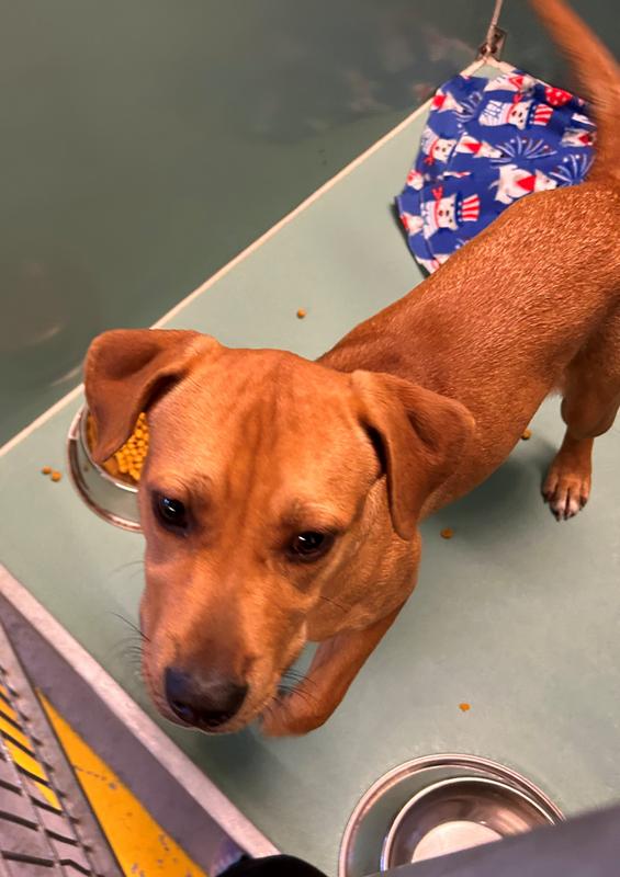 Regional Center for Animal Care and Protection Stray or Lost Animal