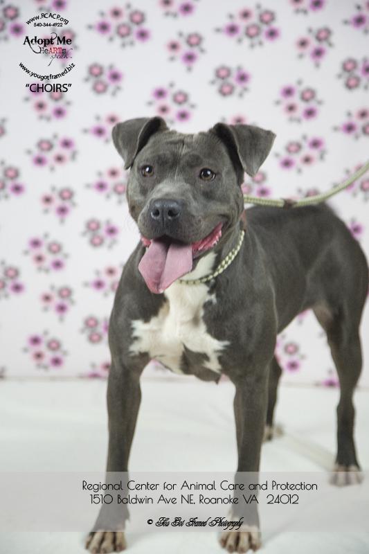 Regional Center For Animal Care And Protection Adoption Search Results Libby Kennel Observation Front Of Put The Leash On And She Jumped Over Tried To Dogs While Walking Down Kennels