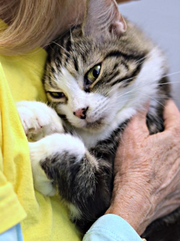Crap Project Regional Center for Animal Care and Protection Adoption Search Results