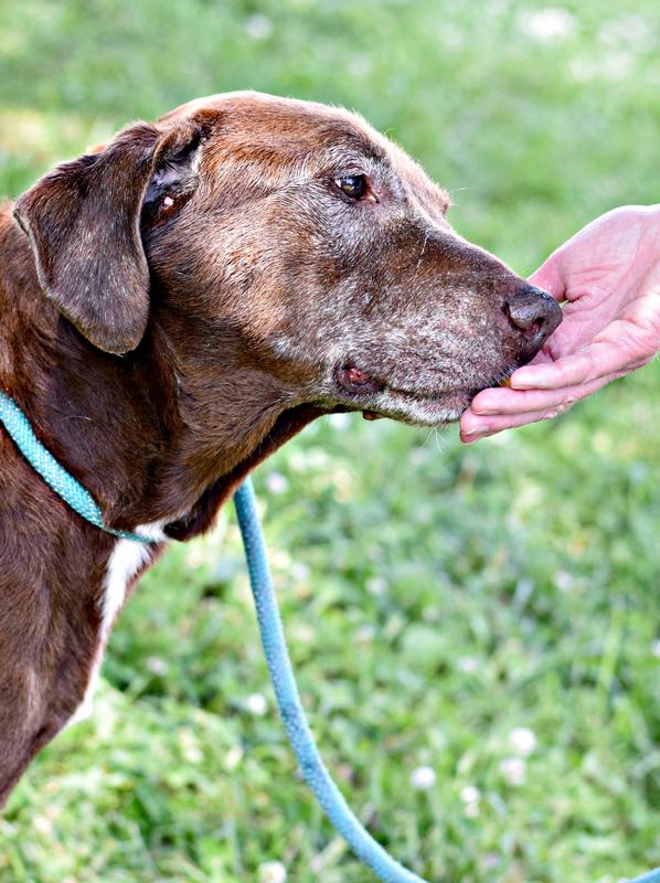 Crap Project Regional Center for Animal Care and Protection Adoption Search Results